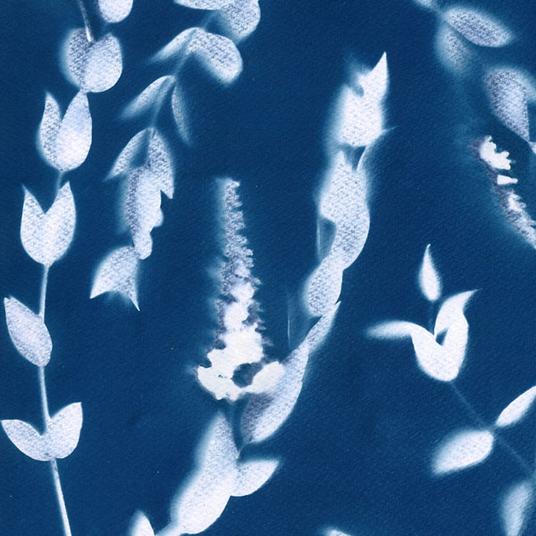 Protégé : Cyanotype